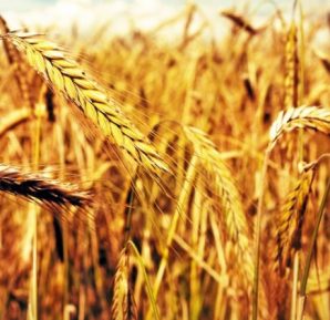 Buğday Tanelerinin İrisinde Bereket Yeni Şekerler