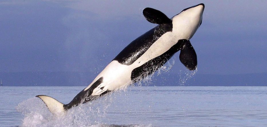 orca balinalar