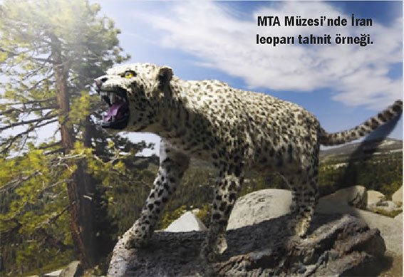 MTA-Müzesi’nde-İran-leoparı-tahnit-örneği.