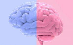 Erkek ve kadın beyni: farklar nelerdir?